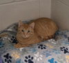 Louie - Photo 1