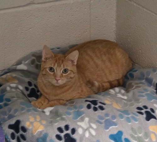picture of the cat needing adoption