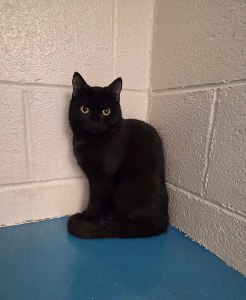 Ivy, an adoptable Domestic Short Hair in Muskegon, MI