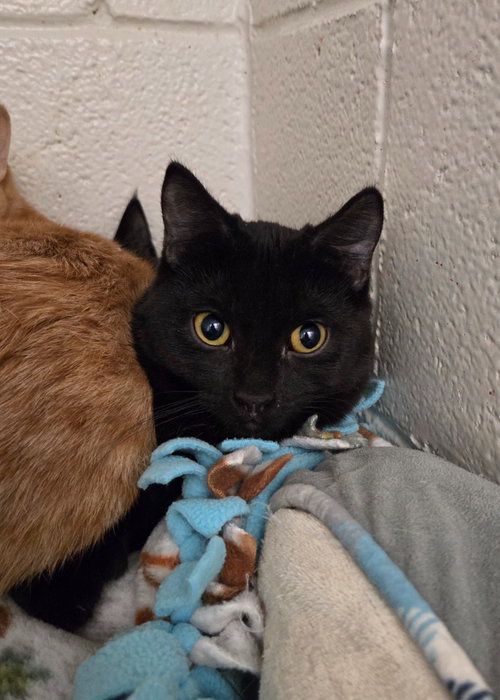 IVY - Domestic Short Hair available for adoption