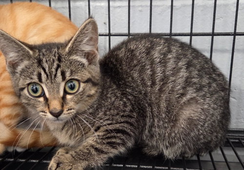 picture of the cat needing adoption