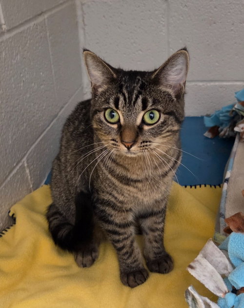 WILLOW - Domestic Short Hair available for adoption