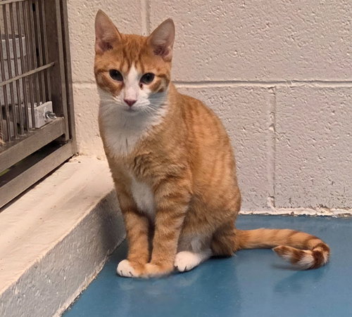 picture of the cat needing adoption