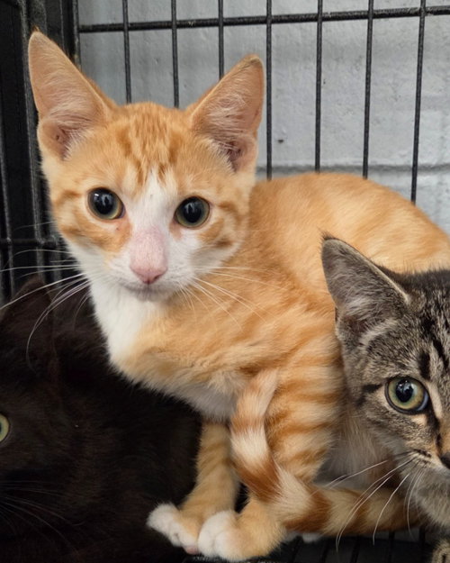 FORREST - Domestic Short Hair available for adoption
