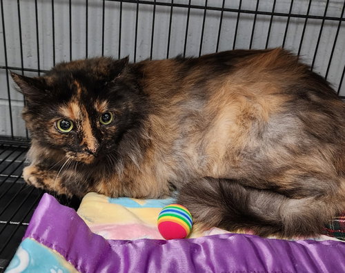 LUCIE - Domestic Long Hair available for adoption