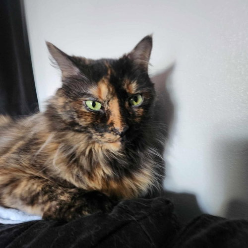 picture of the cat needing adoption
