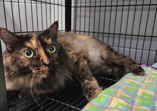 LUCIE - Domestic Long Hair available for adoption