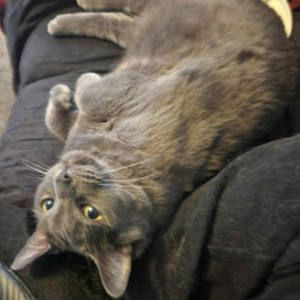Teddi Image
