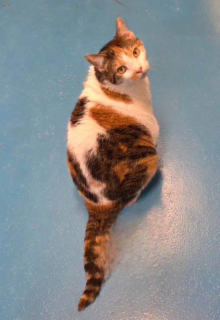 Mimi - Domestic Short Hair