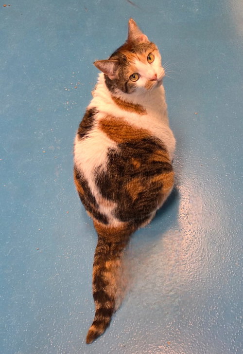 Mimi, an adoptable Domestic Short Hair in Muskegon, MI