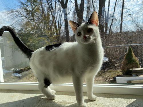 ELLA - Domestic Short Hair available for adoption