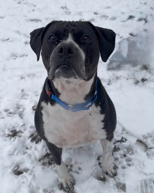 picture of the dog needing adoption