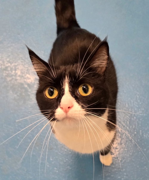 picture of the cat needing adoption