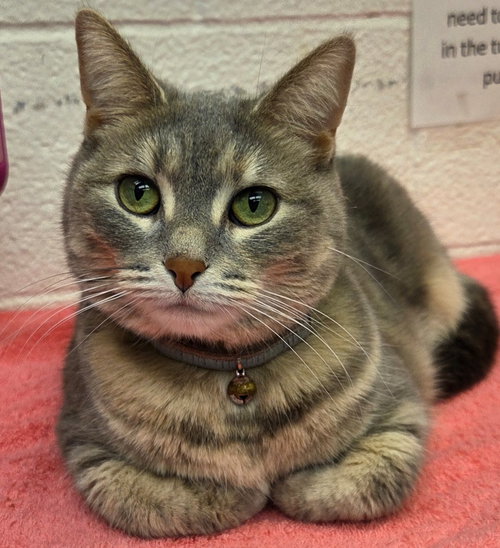 Mystique, an adoptable Domestic Short Hair in Muskegon, MI