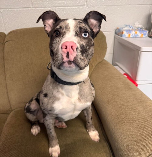 Spoofy, an adoptable American Staffordshire Terrier in Muskegon, MI