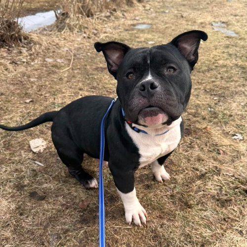 Buster, an adoptable American Bulldog in Muskegon, MI