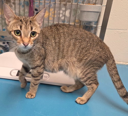 Lily, an adoptable Domestic Short Hair in Muskegon, MI