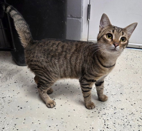 Toby, an adoptable Domestic Short Hair in Muskegon, MI