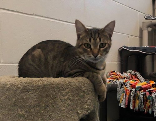 Toby, an adoptable Domestic Short Hair in Muskegon, MI