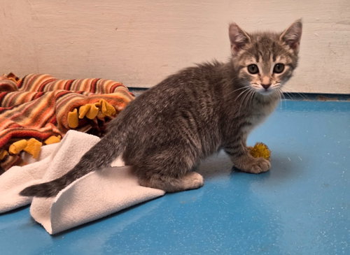 Nala, an adoptable Domestic Short Hair in Muskegon, MI