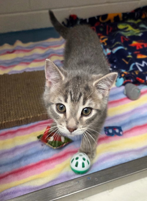 Simba, an adoptable Domestic Short Hair in Muskegon, MI