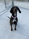 Maggie - Photo 1