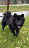 Rex - Photo 1