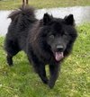 Rex - Photo 2