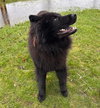 Rex - Photo 3