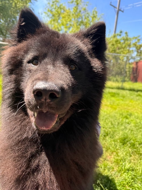 REX - Chow Chow available for adoption