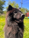 Rex - Photo 3