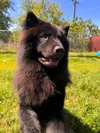 Rex - Photo 4