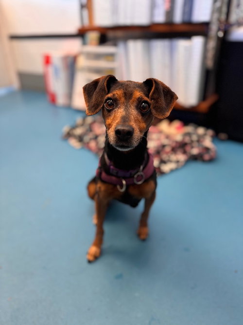 MINZEY - Miniature Pinscher available for adoption