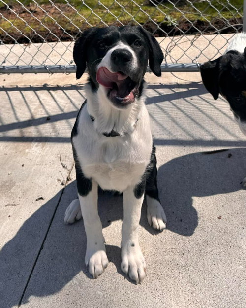 RUNT RUNT - Beagle available for adoption