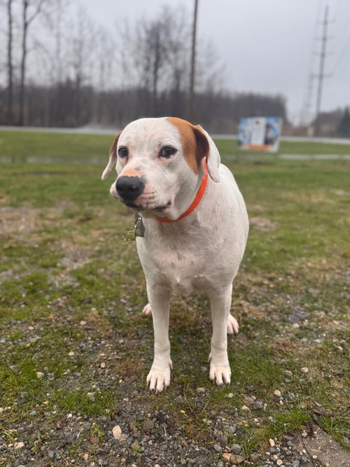 CHANCE - Labrador Retriever available for adoption