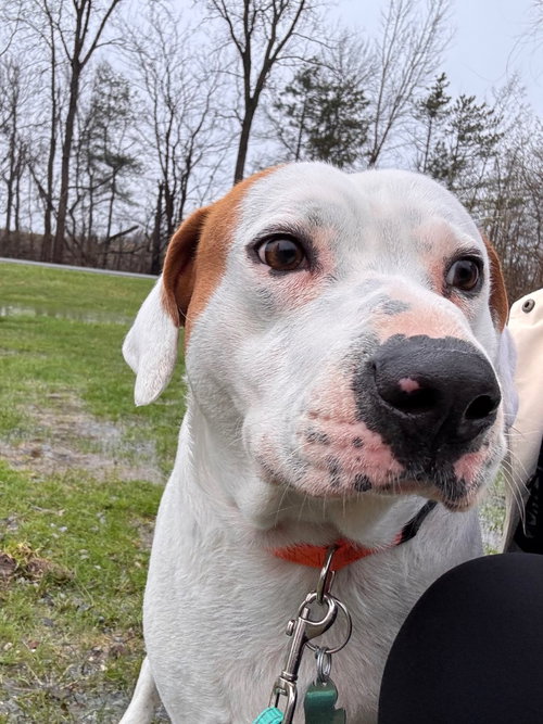 CHANCE - Labrador Retriever available for adoption