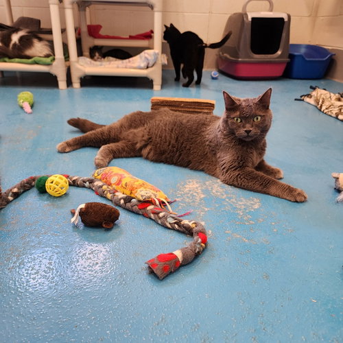 MORRIS - Domestic Short Hair available for adoption