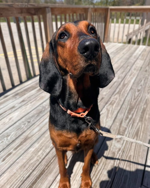 Zara, an adoptable Coonhound in Muskegon, MI