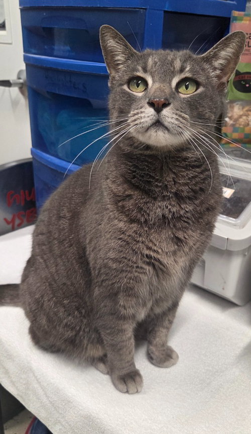 Stealy, an adoptable Domestic Short Hair in Muskegon, MI