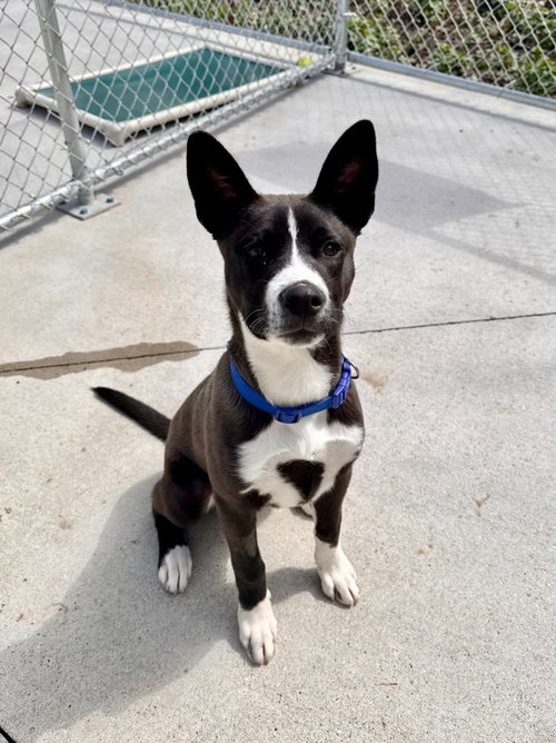 Billy, an adoptable Labrador Retriever in Muskegon, MI