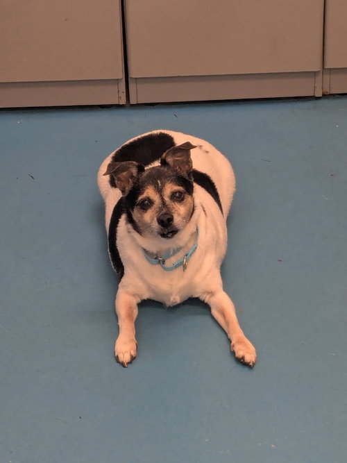 Zeus, an adoptable Chihuahua in Muskegon, MI