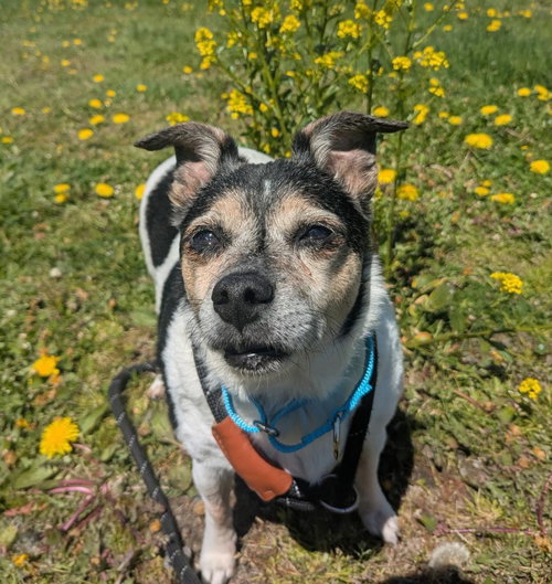 Zeus, an adoptable Chihuahua in Muskegon, MI