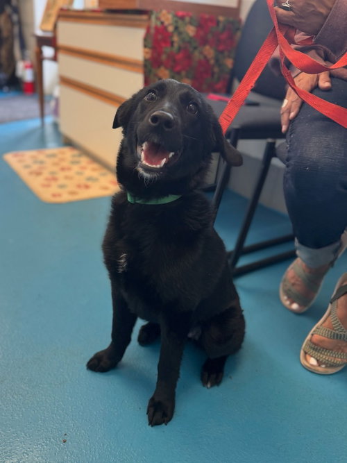 Raven, an adoptable Black Labrador Retriever in Muskegon, MI
