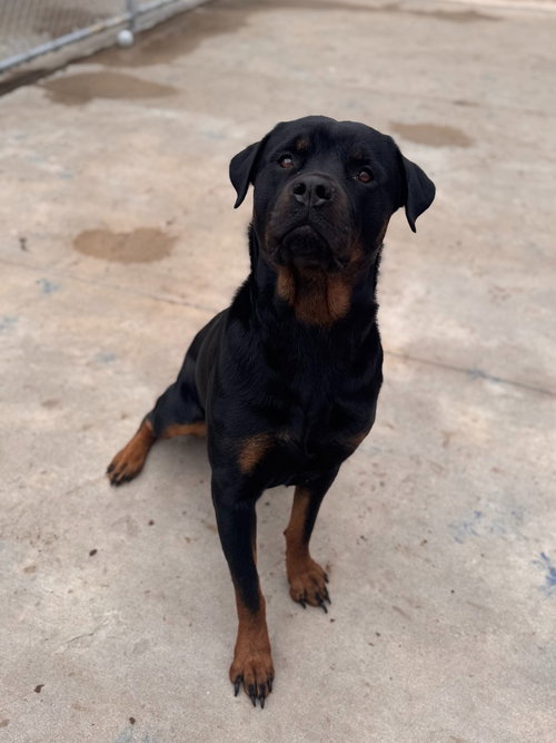Ira, an adoptable Rottweiler in Muskegon, MI