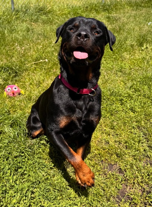 Ira, an adoptable Rottweiler in Muskegon, MI