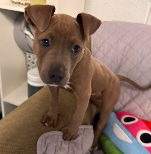 Kahleesi, an adoptable American Bulldog in Muskegon, MI