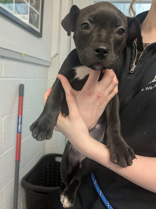 Darla, an adoptable American Bulldog in Muskegon, MI