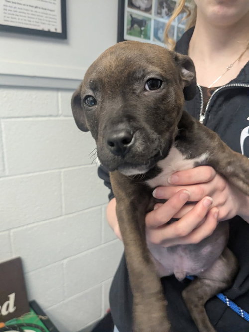 Burch, an adoptable American Bulldog in Muskegon, MI
