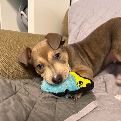 Pawpeye, an adoptable American Bulldog in Muskegon, MI