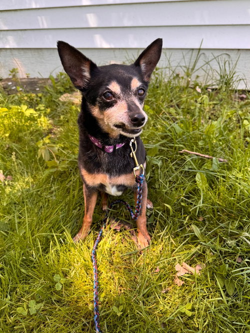 Gidget